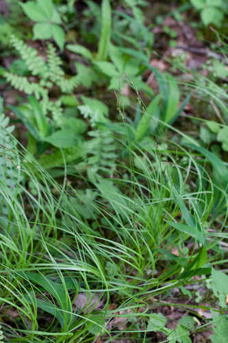 Carex communis #6